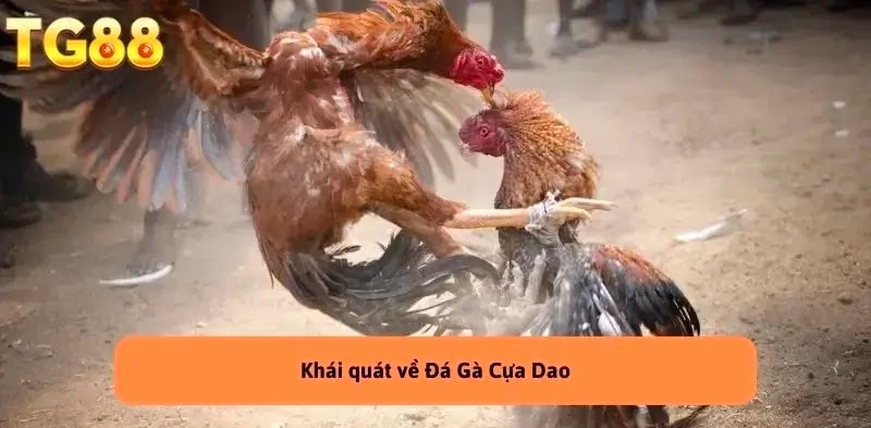 Cách đặt cược Đá gà cựa dao tại nhà cái